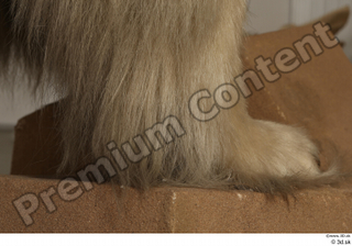 Polar bear foot 0021.jpg